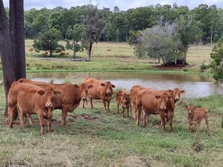 Rural / Farming commercial property sold at 725 Mount Mceuen Road Wondai QLD 4606