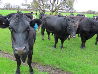 Rural / Farming commercial property sold at Lots Marsh Road West Pinjarra WA 6208 Rural / Farming commercial property sold at Lots Marsh Road West Pinjarra WA 6208
