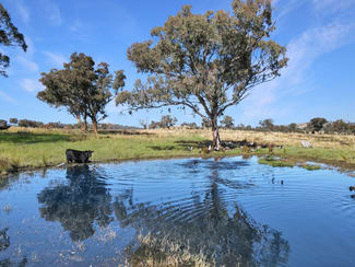 Rural / Farming commercial property sold at 2527 Sofala Road Wiagdon NSW 2795 Rural / Farming commercial property sold at 2527 Sofala Road Wiagdon NSW 2795