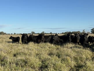 Rural / Farming commercial property sold at Sandhurst/3769 Quambone Rd Coonamble NSW 2829