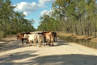 Rural / Farming commercial property for sale at Lots 1 & N Yagaburne-Boondandilla Road Boondandilla QLD 4406