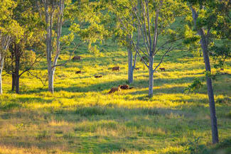 Rural / Farming commercial property for sale at Lot 6 Eel Creek Road Langshaw QLD 4570