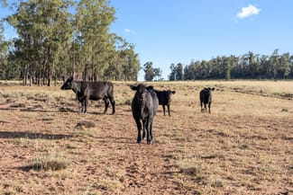 Rural / Farming commercial property sold at 349 Boondandilla Road Bulli Creek QLD 4357