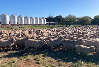Rural / Farming commercial property sold at 513 Condobolin - Trundle Road Trundle NSW 2875 Rural / Farming commercial property sold at 513 Condobolin - Trundle Road Trundle NSW 2875