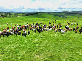 Rural / Farming commercial property for sale at Evelyn QLD 4888