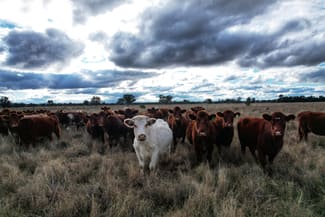 Rural / Farming commercial property sold at 281 Gobondery Road Tullamore NSW 2874 Rural / Farming commercial property sold at 281 Gobondery Road Tullamore NSW 2874