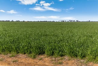 Rural / Farming commercial property sold at 386 Butler Road Moama NSW 2731 Rural / Farming commercial property sold at 386 Butler Road Moama NSW 2731