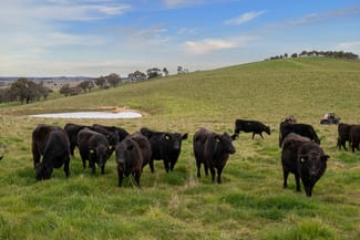 Rural / Farming commercial property sold at 43 Byng Road Guyong NSW 2798 Rural / Farming commercial property sold at 43 Byng Road Guyong NSW 2798