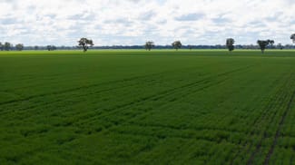Rural / Farming commercial property for sale at 141 Cheecome Road Moree NSW 2400 Rural / Farming commercial property for sale at 141 Cheecome Road Moree NSW 2400
