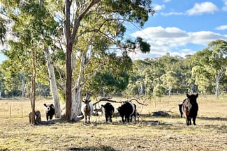 Rural / Farming commercial property sold at 3814 Oallen Ford Road Windellama NSW 2580 Rural / Farming commercial property sold at 3814 Oallen Ford Road Windellama NSW 2580