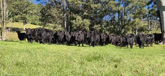 Rural / Farming commercial property for sale at 1431 Coramba Road Dorrigo NSW 2453 Rural / Farming commercial property for sale at 1431 Coramba Road Dorrigo NSW 2453