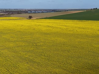 Rural / Farming commercial property for sale at Quairading South Road Dangin WA 6383 Rural / Farming commercial property for sale at Quairading South Road Dangin WA 6383