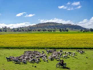 Rural / Farming commercial property for sale at Mount Bodangora 5008 Goolma Road Wellington NSW 2820 Rural / Farming commercial property for sale at Mount Bodangora 5008 Goolma Road Wellington NSW 2820