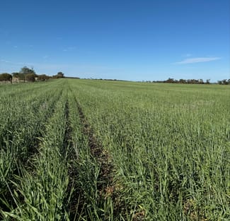 Rural / Farming commercial property sold at Powerline Road Brinkworth SA 5464 Rural / Farming commercial property sold at Powerline Road Brinkworth SA 5464