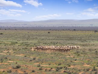 Rural / Farming commercial property sold at 'Liddons' Gillies Road Ucolta SA 5422 Rural / Farming commercial property sold at 'Liddons' Gillies Road Ucolta SA 5422