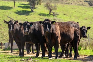 Rural / Farming commercial property sold at 401 & 407 Dry Creek Road Orange NSW 2800 Rural / Farming commercial property sold at 401 & 407 Dry Creek Road Orange NSW 2800