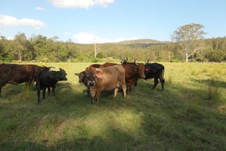 Rural / Farming commercial property sold at 529 Farm Road Bonalbo NSW 2469