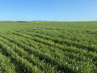 Rural / Farming commercial property sold at 65 Wylie Road Wanilla SA 5607 Rural / Farming commercial property sold at 65 Wylie Road Wanilla SA 5607