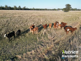 Rural / Farming commercial property sold at 277 Surcingle Road Chinchilla QLD 4413 Rural / Farming commercial property sold at 277 Surcingle Road Chinchilla QLD 4413