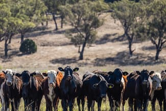 Rural / Farming commercial property sold at 22 Nara-Boah Waterhole Road Goombungee QLD 4354 Rural / Farming commercial property sold at 22 Nara-Boah Waterhole Road Goombungee QLD 4354