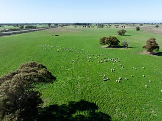 Rural / Farming commercial property for sale at 10116 Dukes Highway Tintinara SA 5266 Rural / Farming commercial property for sale at 10116 Dukes Highway Tintinara SA 5266