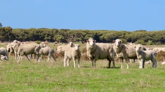 Rural / Farming commercial property sold at Lot 66 Baxters Hill Road Mount Benson SA 5275 Rural / Farming commercial property sold at Lot 66 Baxters Hill Road Mount Benson SA 5275