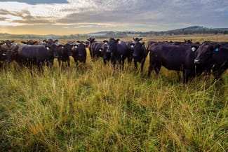 Rural / Farming commercial property sold at Lochaber, Oxley Highway Walcha NSW 2354 Rural / Farming commercial property sold at Lochaber, Oxley Highway Walcha NSW 2354