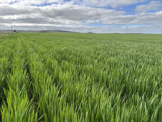 Rural / Farming commercial property for sale at 1167 Carpa Road Cleve SA 5640 Rural / Farming commercial property for sale at 1167 Carpa Road Cleve SA 5640