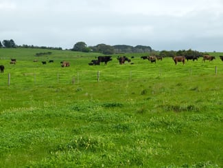 Rural / Farming commercial property sold at Southern Ports Hwy Rendelsham SA 5280 Rural / Farming commercial property sold at Southern Ports Hwy Rendelsham SA 5280