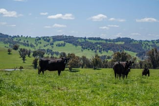 Rural / Farming commercial property sold at 166 Wirribilla Road Walcha NSW 2354