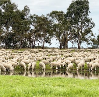 Rural / Farming commercial property sold at Lot/11 Casterton Apsley Road Apsley VIC 3319 Rural / Farming commercial property sold at Lot/11 Casterton Apsley Road Apsley VIC 3319