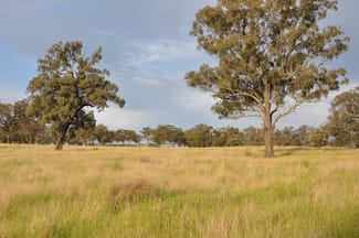 Rural / Farming commercial property sold at 51 Queen St Bunnan NSW 2337 Rural / Farming commercial property sold at 51 Queen St Bunnan NSW 2337