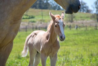 Rural / Farming commercial property for sale at 283 Tooloom Road Urbenville NSW 2475 Rural / Farming commercial property for sale at 283 Tooloom Road Urbenville NSW 2475