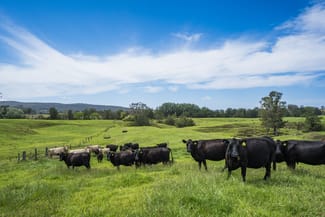 Rural / Farming commercial property sold at 673 Summer Hill Road Vacy NSW 2421 Rural / Farming commercial property sold at 673 Summer Hill Road Vacy NSW 2421