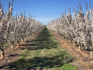 Rural / Farming commercial property sold at 156 Old Tresco Road Tresco West VIC 3584 Rural / Farming commercial property sold at 156 Old Tresco Road Tresco West VIC 3584