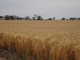 Rural / Farming commercial property sold at 1799 Nambadalling Road Corrigin WA 6375
