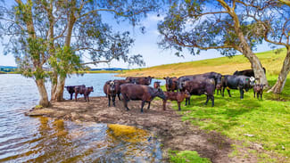 Rural / Farming commercial property sold at 700 Cleland Gully Road Tooperang SA 5255 Rural / Farming commercial property sold at 700 Cleland Gully Road Tooperang SA 5255