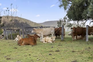 Rural / Farming commercial property sold at 26 Macginley Road West Haldon QLD 4359 Rural / Farming commercial property sold at 26 Macginley Road West Haldon QLD 4359