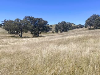 Rural / Farming commercial property for sale at 250 Emu Creek Road Canowindra NSW 2804