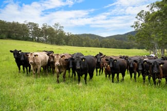 Rural / Farming commercial property sold at 103 Gap Hill Road Stroud NSW 2425 Rural / Farming commercial property sold at 103 Gap Hill Road Stroud NSW 2425