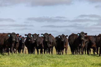 Rural / Farming commercial property sold at Sec 37,100 Princes Highway Kingston Se SA 5275