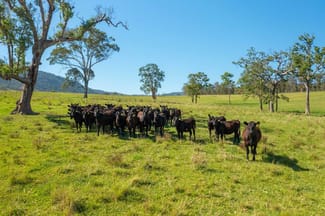 Rural / Farming commercial property sold at 785 Toms Creek Road Ellenborough NSW 2446 Rural / Farming commercial property sold at 785 Toms Creek Road Ellenborough NSW 2446