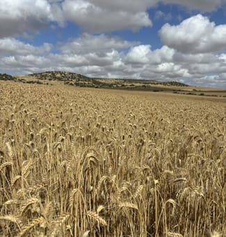 Rural / Farming commercial property for sale at Lot 65 Forrester Road Mount Erin WA 6532 Rural / Farming commercial property for sale at Lot 65 Forrester Road Mount Erin WA 6532