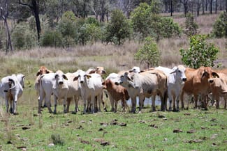 Rural / Farming commercial property for sale at Lot 33, 34 & 35 Bilboolan Road, Mungy Mount Perry QLD 4671 Rural / Farming commercial property for sale at Lot 33, 34 & 35 Bilboolan Road, Mungy Mount Perry QLD 4671