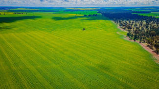 Rural / Farming commercial property sold at 'Snowies' Plemings Lane Coolamon NSW 2701 Rural / Farming commercial property sold at 'Snowies' Plemings Lane Coolamon NSW 2701