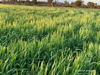 Rural / Farming commercial property sold at . Belka South Road Bruce Rock WA 6418 Rural / Farming commercial property sold at . Belka South Road Bruce Rock WA 6418