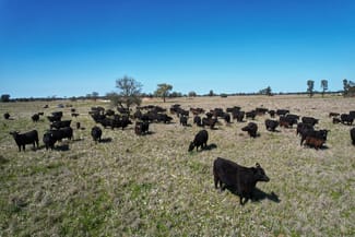 Rural / Farming commercial property sold at 5778 Dandaloo Road Dandaloo NSW 2823 Rural / Farming commercial property sold at 5778 Dandaloo Road Dandaloo NSW 2823