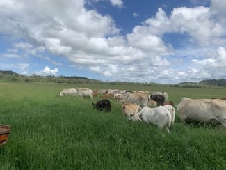 Rural / Farming commercial property sold at Lot 4 Marwood Sunnyside Road Sunnyside QLD 4737