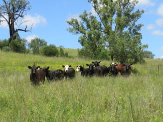 Rural / Farming commercial property sold at "Burnima" 121 Sheep Station Creek Rd Bingara NSW 2404 Rural / Farming commercial property sold at "Burnima" 121 Sheep Station Creek Rd Bingara NSW 2404