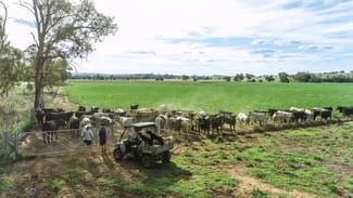 Rural / Farming commercial property sold at 3408 Warrumbungle Way Binnaway NSW 2395